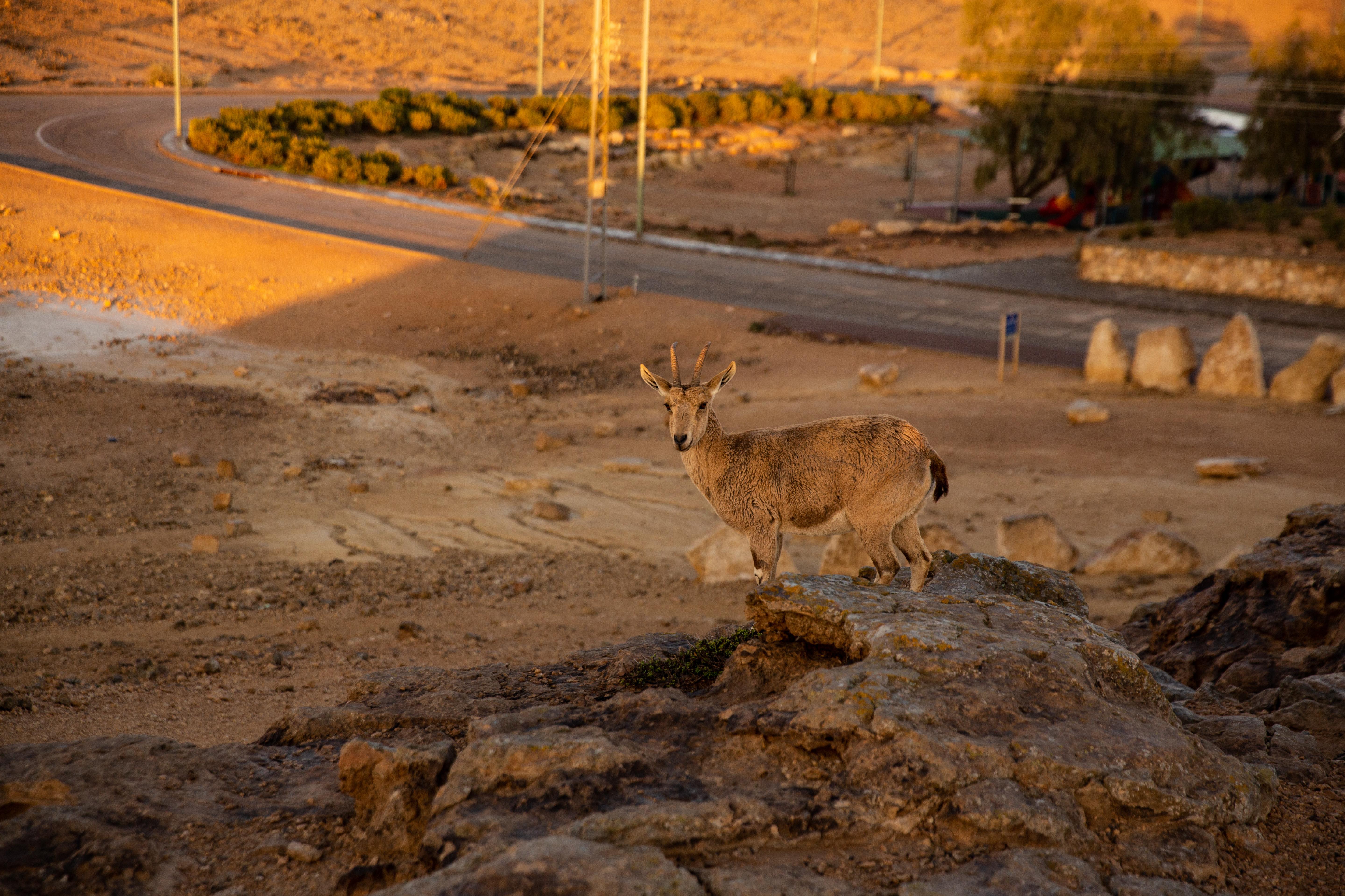 Ramon Suites By Smart Hotels Mitzpe Ramon Eksteriør billede